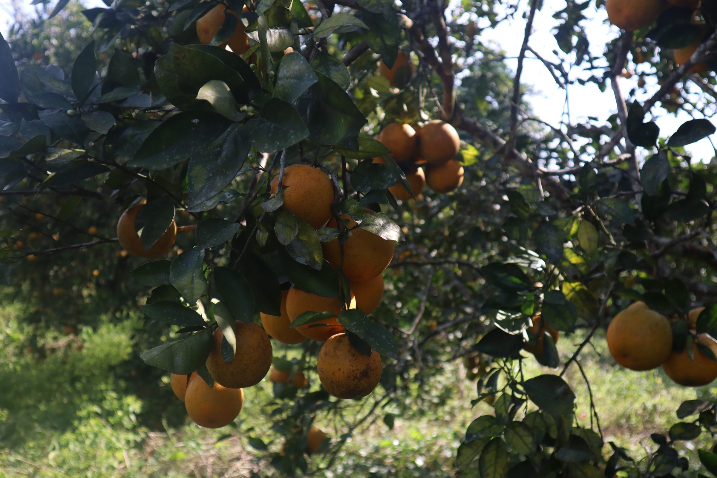 Citrus trees flowering in the Mexican countryside