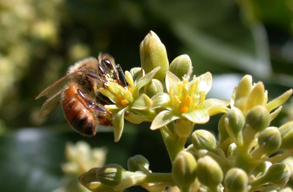 Honeybee gathering nectar from a flower